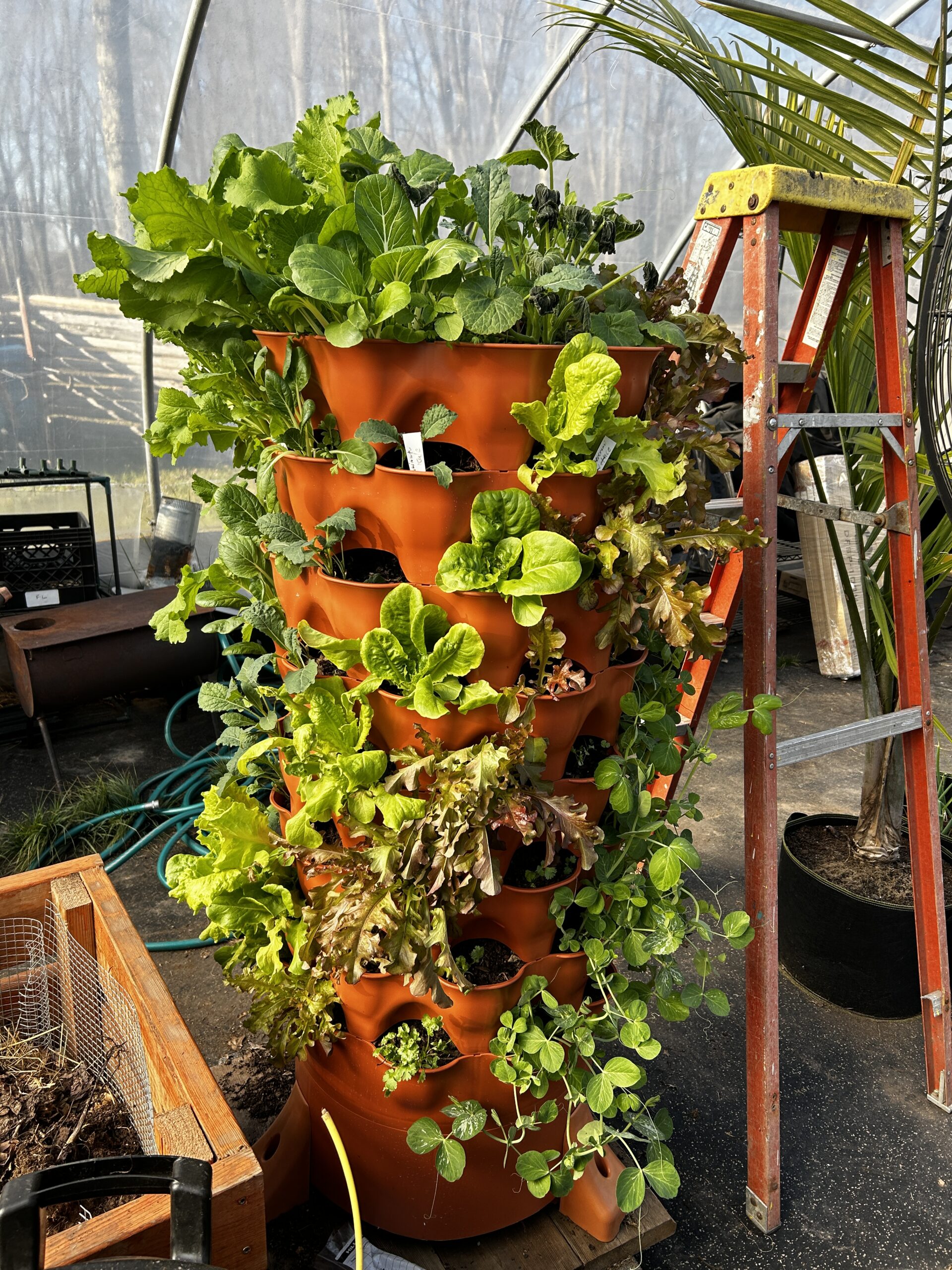 Fresh harvest