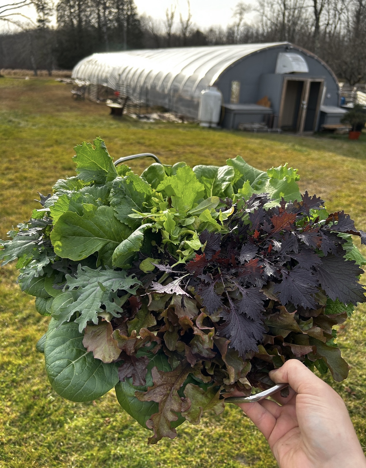 Fresh microgreens harvest
