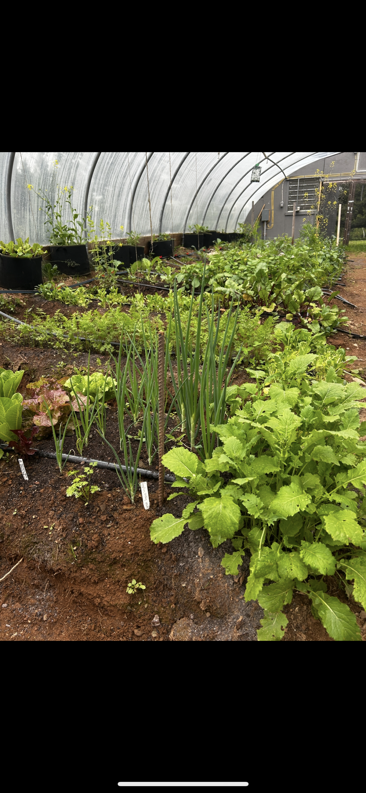 Salad mix harvest